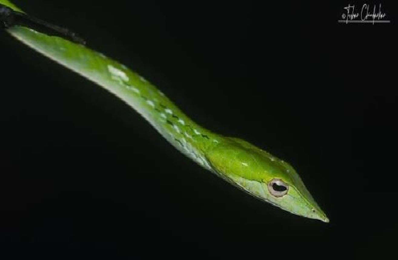 Laudankia Vine Snake (Ahaetulla laudankia) was photographed in the Ubeshwar wildlife area of Udaipur, Rajasthan